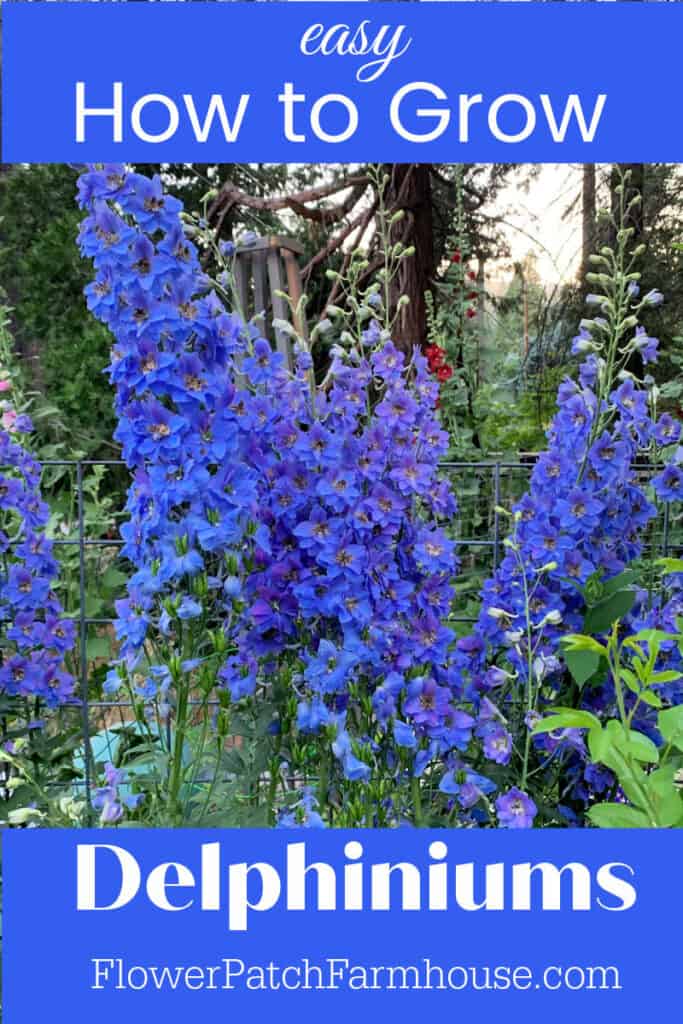 Blue Delphiniums with text overlay, easy How to Grow Delphiniums, Flower Patch Farmhouse dot com