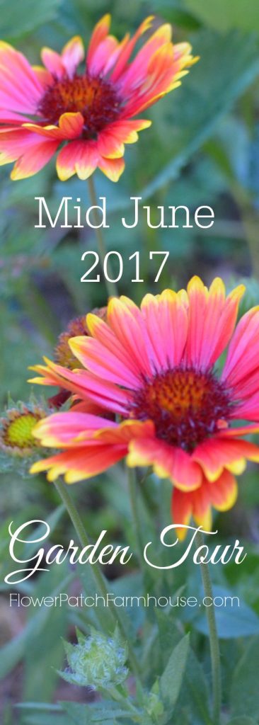 Join me for a mid to late June 2017 garden tour at FlowerPatchFarmhouse.  I come back to these when winter is in full swing and I need a bit of flowery goodness to enjoy!