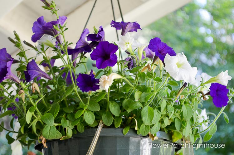 Reviving your potted petunias and other annuals that may look like they are ready to give up the ghost. Refurbishing potted annuals is not hard but the rewards are more luscious blooms for the rest of the summer through Fall.