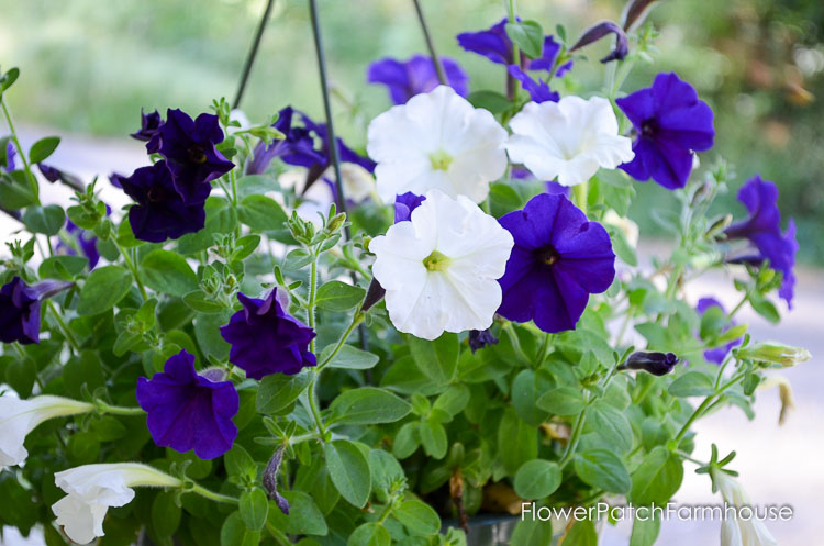 Reviving Potted Petunias - Flower Patch Farmhouse