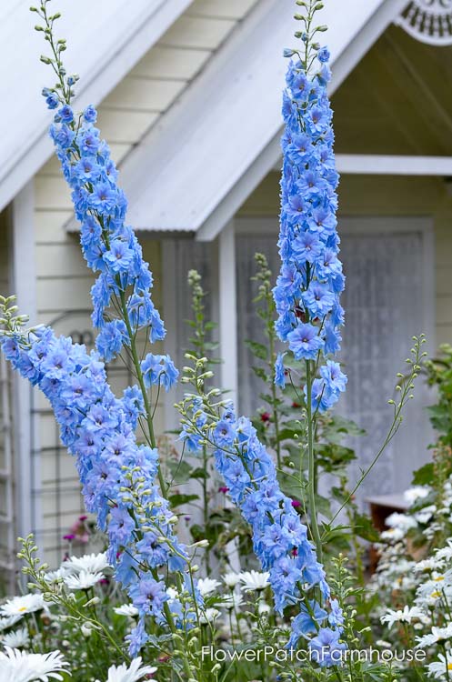 How I Grow Delphiniums, english delphiniums stand tall and stately in the cottage garden. They add height to the garden and come back every year. They will reseed themselves for years of delight or you can collect the seed and start them indoors.