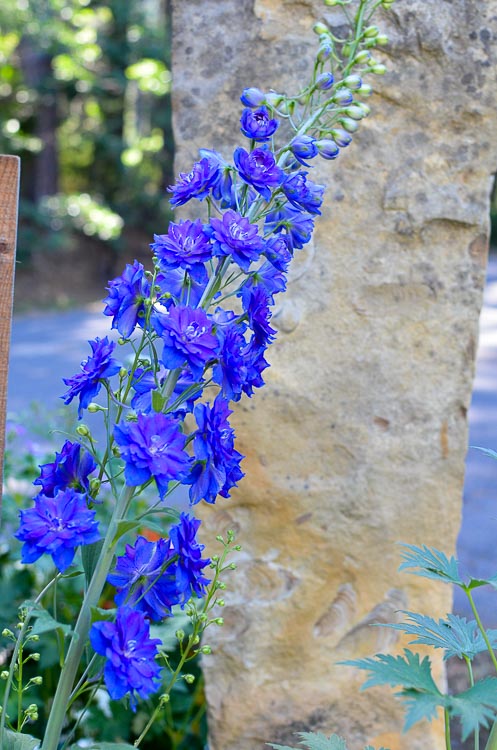 How I Grow Delphiniums, english delphiniums stand tall and stately in the cottage garden. They add height to the garden and come back every year. They will reseed themselves for years of delight or you can collect the seed and start them indoors. 