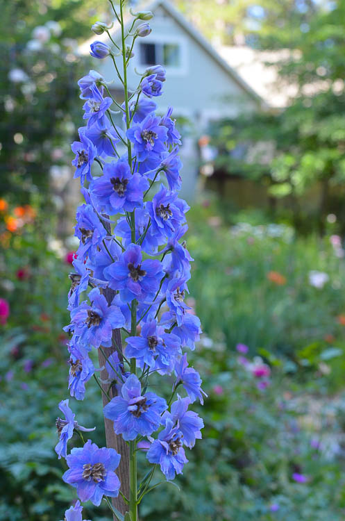 How I Grow Delphiniums, english delphiniums stand tall and stately in the cottage garden. They add height to the garden and come back every year. They will reseed themselves for years of delight or you can collect the seed and start them indoors.