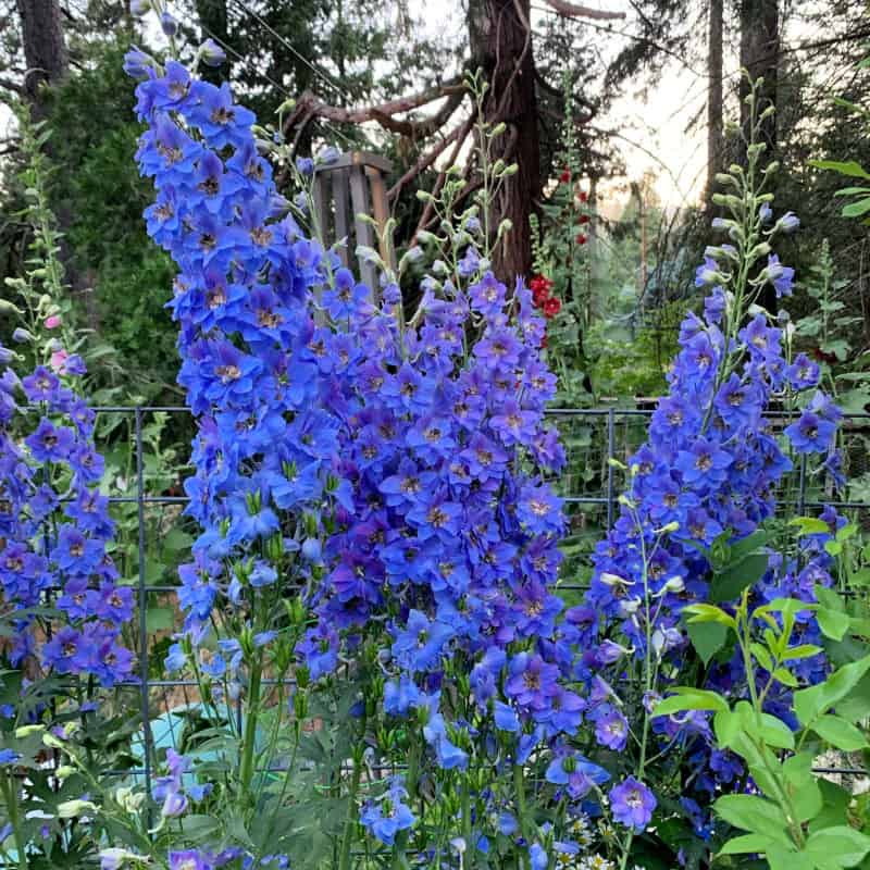 how to grow delphiniums, flower patch farmhouse