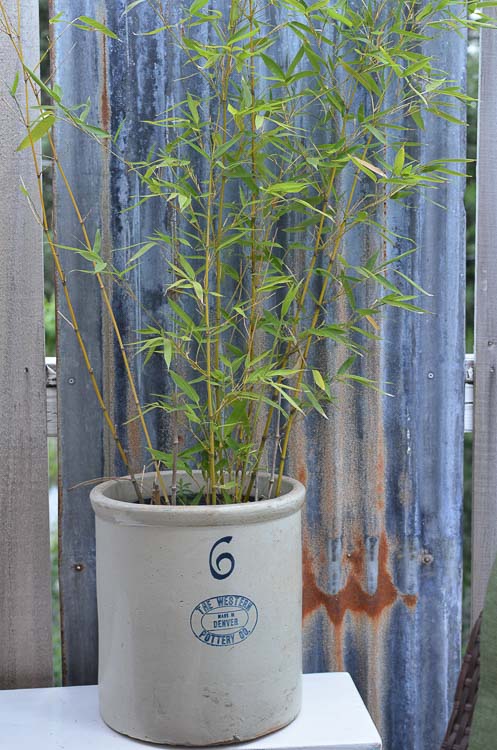 Galvanized tubs and buckets container garden