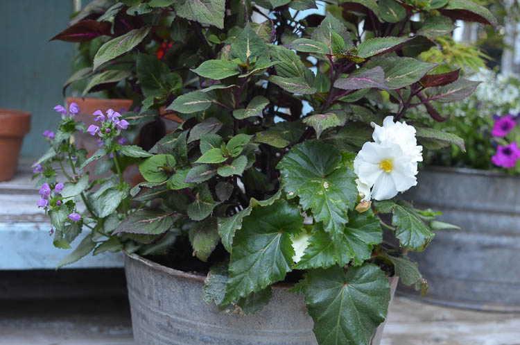 Galvanized tubs and buckets container garden