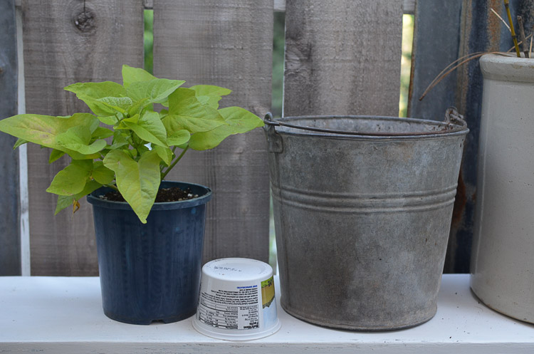 Galvanized tubs and buckets container garden