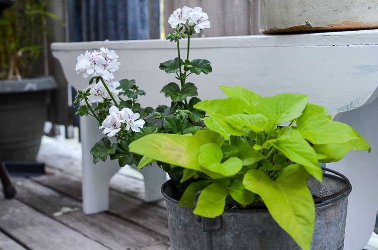 Galvanized tubs and buckets container garden