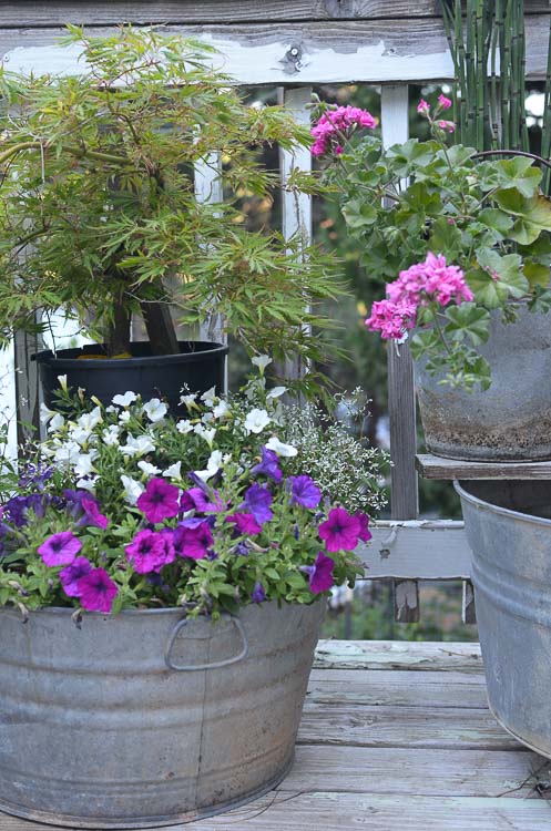 Galvanized tubs and buckets container garden