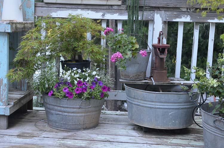 Galvanized tubs and buckets container garden