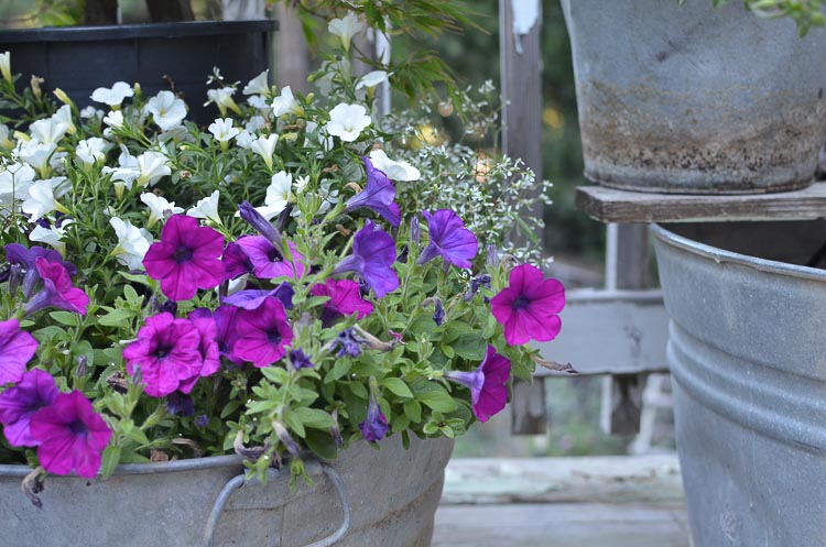 Galvanized tubs and buckets container garden