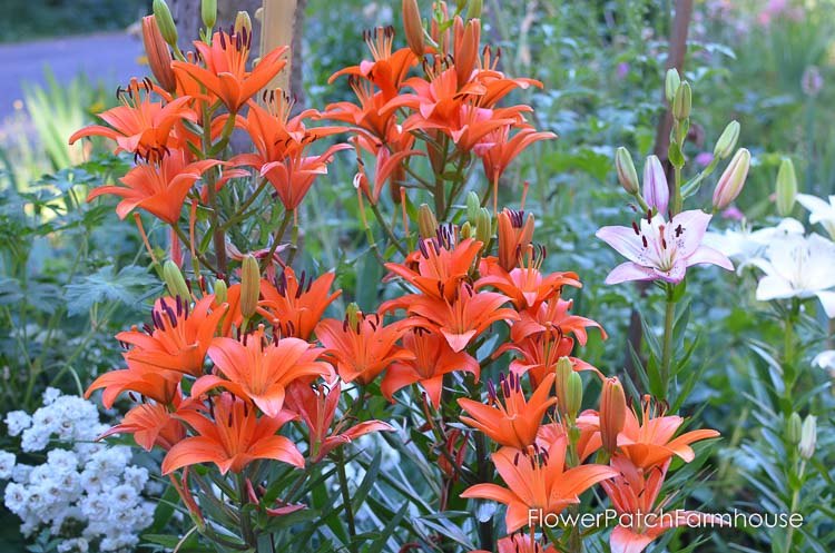 garden tour mid to late June 2017, orange asiatic lilies