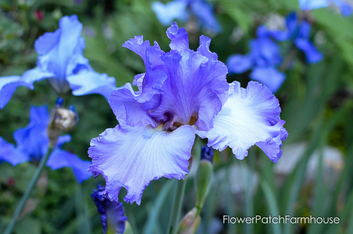 early June 2017 Garden tour, Iris