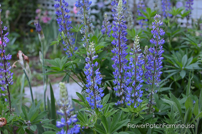 early June 2017 Garden tour, Russell Lupines
