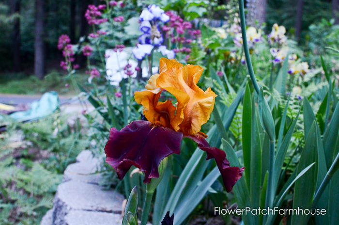 early June 2017 Garden tour, The Sultan Iris