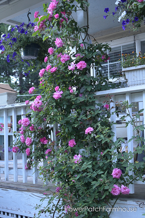 early June 2017 Garden tour, Zepherine Drouhin rose