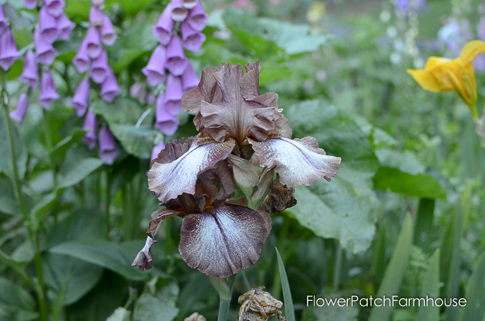 early June 2017 Garden tour, Huckleberry Iris
