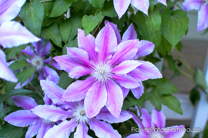 early June 2017 Garden tour, Clematis
