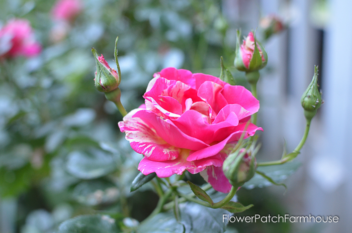 early June 2017 Garden tour, Candyland Rose