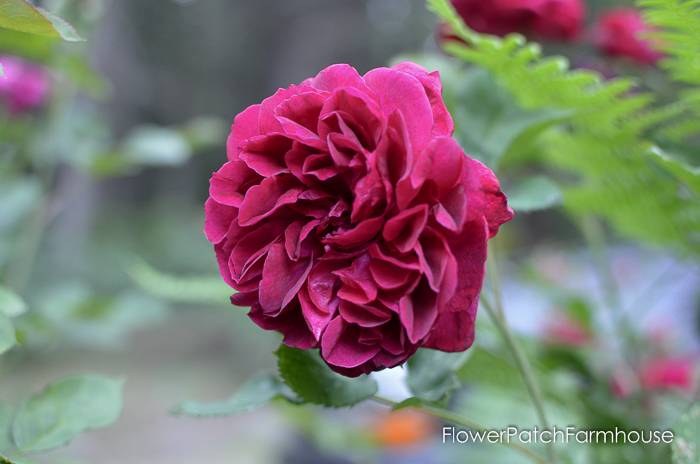 early June 2017 Garden tour, L.D. Braithwaite David Austin rose