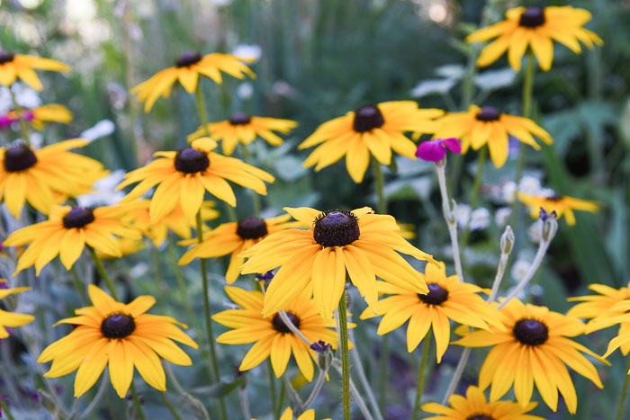 Black Eyed Susans