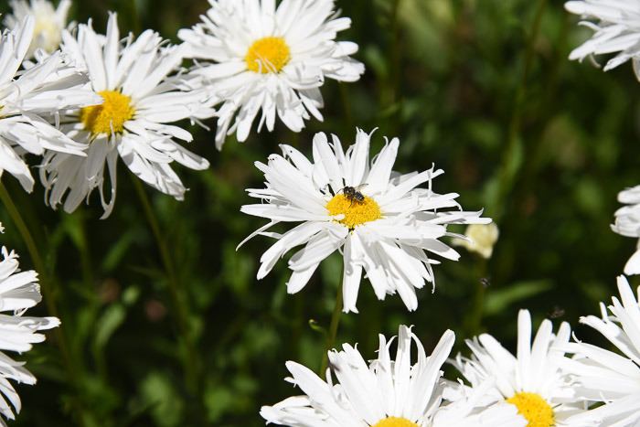 Daisy with Bee, FlowerPatchFarmhouse.com