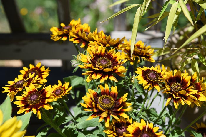 Denver Daisy Black Eyed Susans