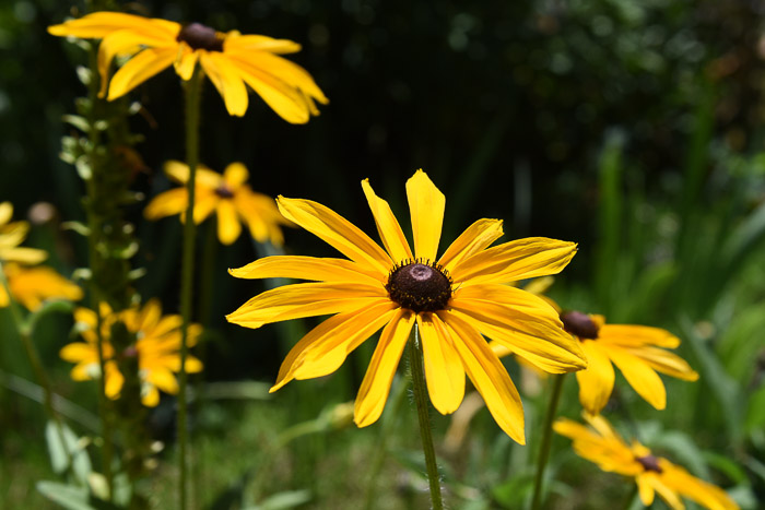 How to Grow Black Eyed Susans, 