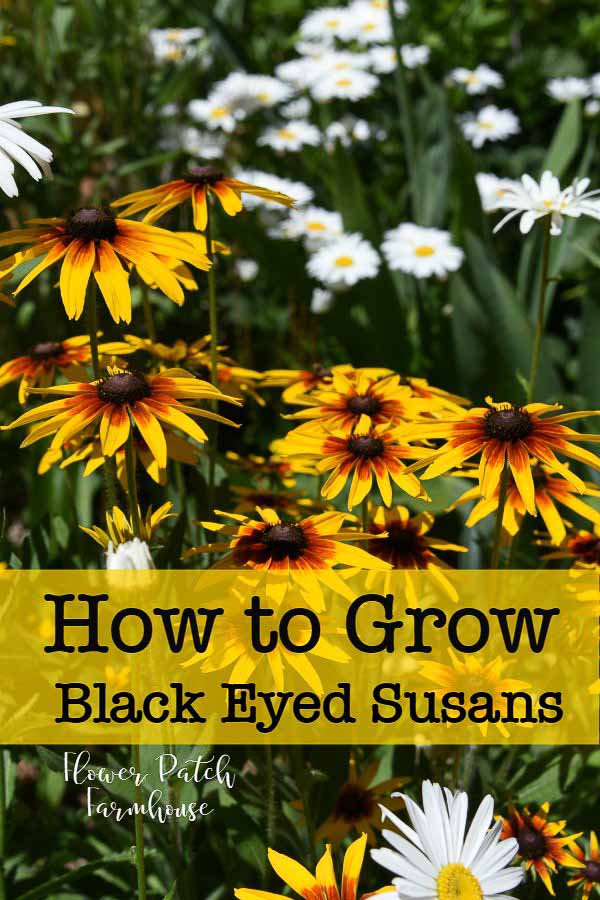 Black Eyed Susans, Daisies and Feverfew with text overlay, How to Grow Black Eyed Susans