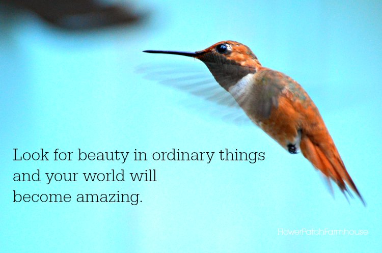 Look for Beauty in Ordinary Things