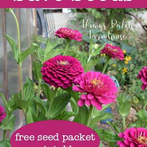 Pink zinnias in wine barrel with text overlay, how to save seeds