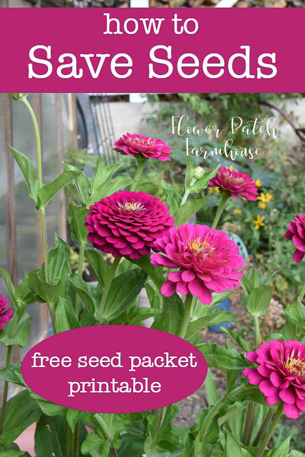 Pink zinnias in wine barrel with text overlay, how to save seeds