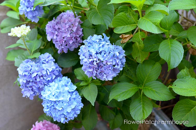 hydrangea blue and pink