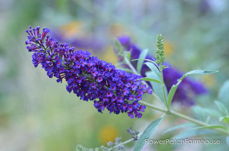 Black Knight butterfly bush