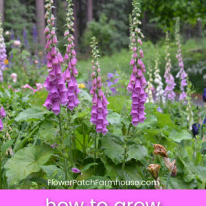 Foxglove flowers with text overlay, how to grow Foxgloves, easy cottage flower, Flower Patch Farmhouse dot com