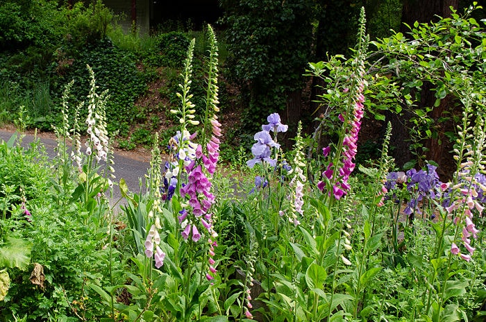 foxgloves in cottage garden bed