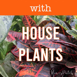 house plants with text overlay, Clean your air with house plants, flower patch farmhouse