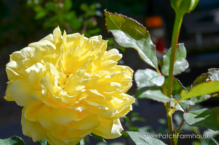 Fall garden 2017, roses