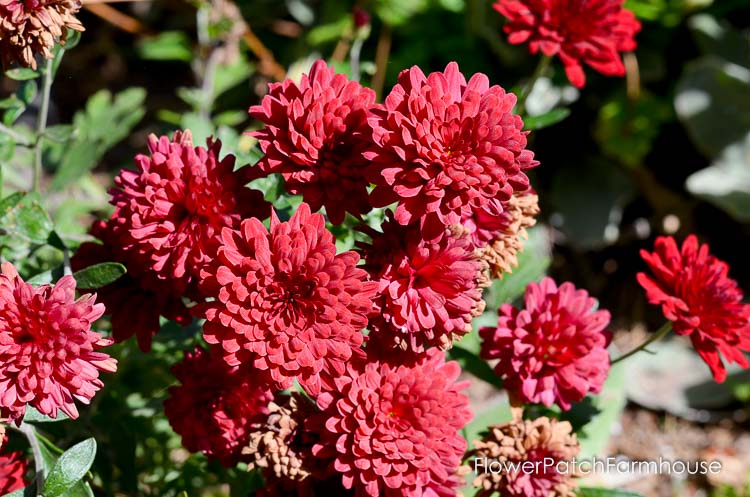 Fall garden 2017, mums