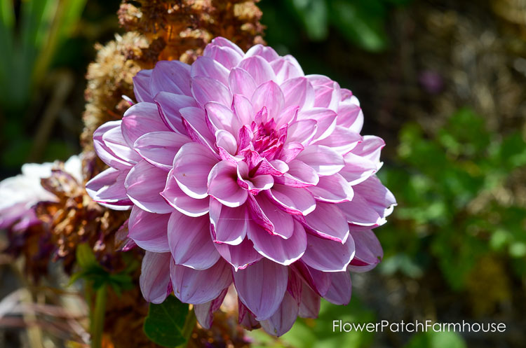 Fall garden 2017, roses