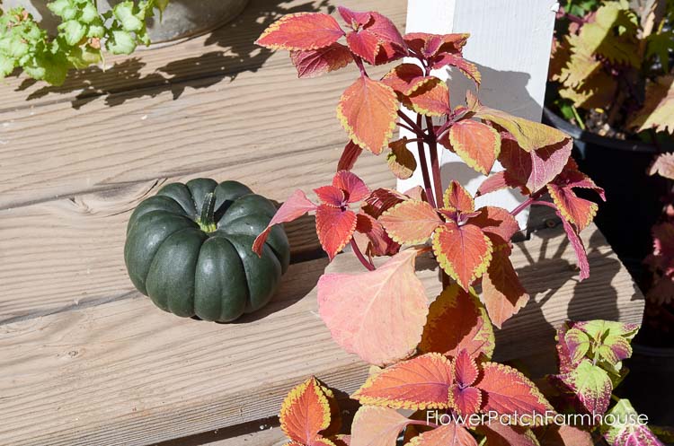 Fall garden 2017, green pumpkin