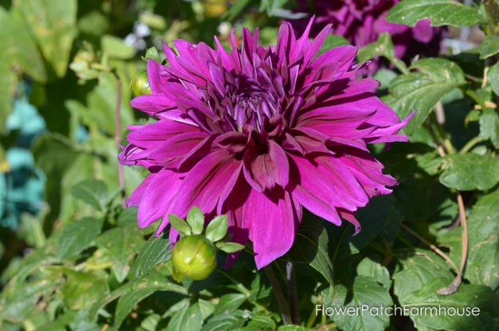My Fall Garden 2017 What it Really Looks like! - Flower Patch Farmhouse