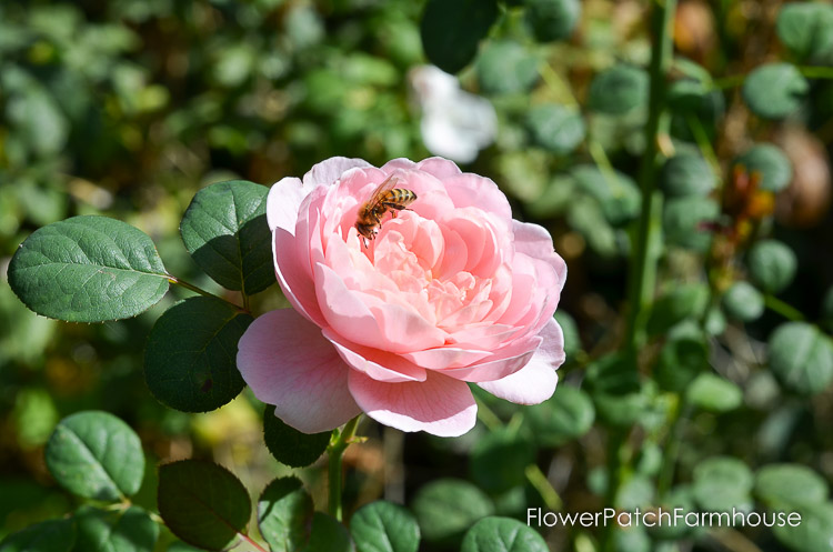 Fall garden 2017