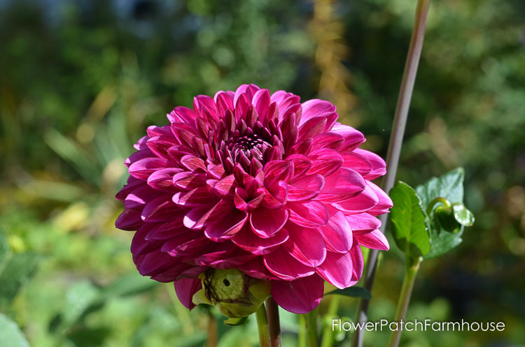 Fall garden 2017, roses