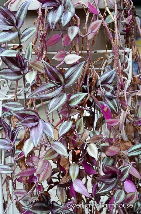 Wandering Jew plant