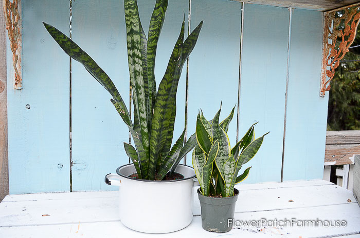 Sansevieria in pots, snake plant, mother in laws tongue
