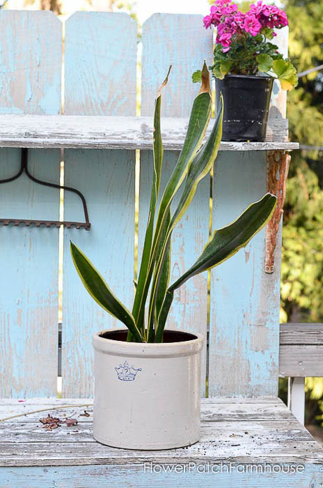 How to Divide Sansevieria or Snake Plant