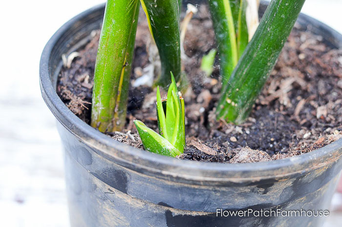 new growth, How to Divide Sansevieria or Snake Plant