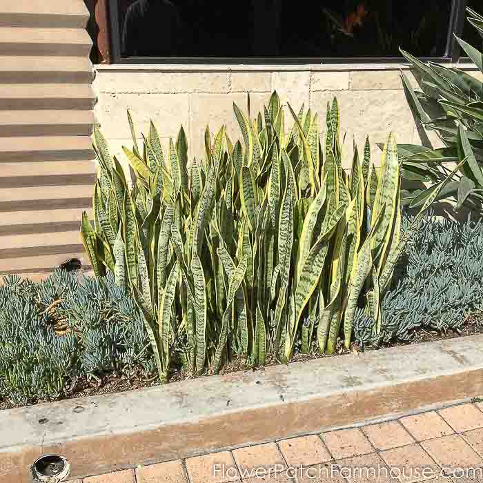Sansevieria in outdoor planter, snake plant