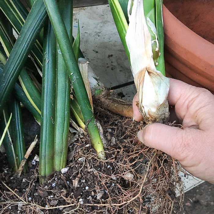 How to Divide Sansevieria or Snake Plant